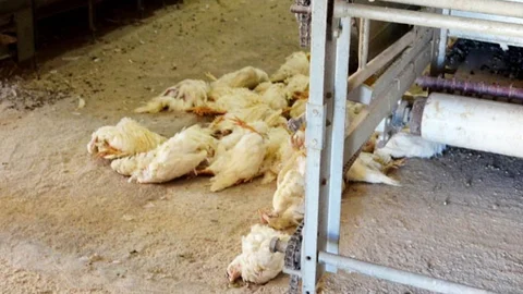 Balıkesir'de Kuş Gribi Alarmı