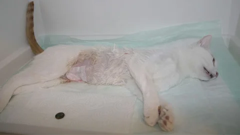 Muğla'da Kedi Ameliyatı Yapıldı