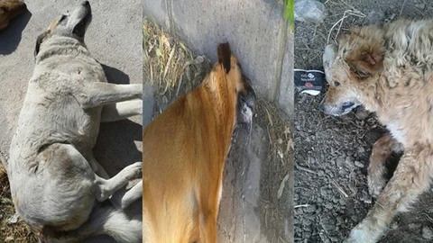 Ege Üniversitesi'nde Köpek Zehirlenmesi Olayı