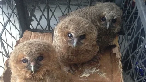 Yolda Kaybolan Baykuşlar Dükkan Girdi