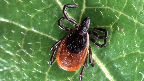 Aydın'da Kene Isırması Sonucu Ölüm