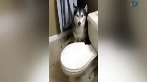 Köpeğin Banyoya Hayır Dediği Anlar