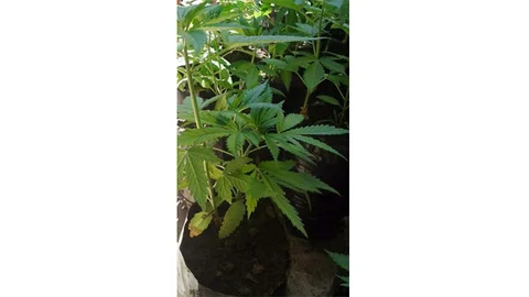 Turgutlu'da Kenevir Operasyonu