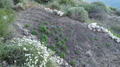 Datça'da Uyuşturucu Operasyonu