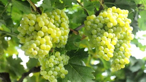 Manisa'da Üzüm Üreticileri Tehlikede