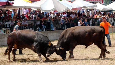 Aydın Sultanhisar'da Boğa Güreşi Şenlikleri