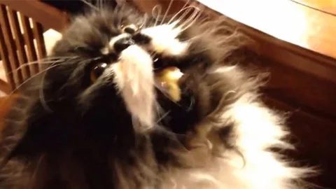 Kedilerin Dondurma Sevgisi