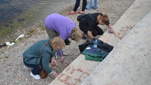 Gelibolu'da Hıdrellez Coşkusu