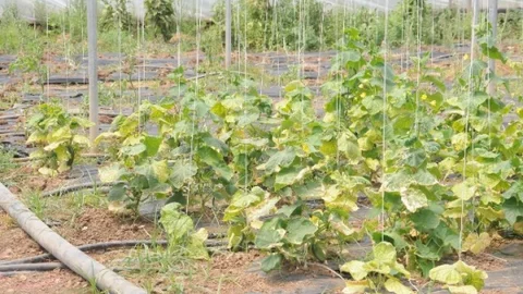 Cizre'de Elektrik Kesintileri Sorunu