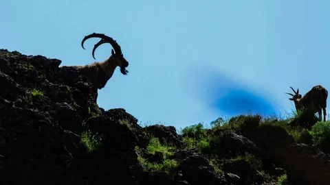 Tunceli'de Dağ Keçileri Fotoğraflandı