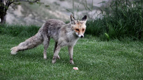 Tunceli'de Tilkilerin Sanat Müziği Keyfi