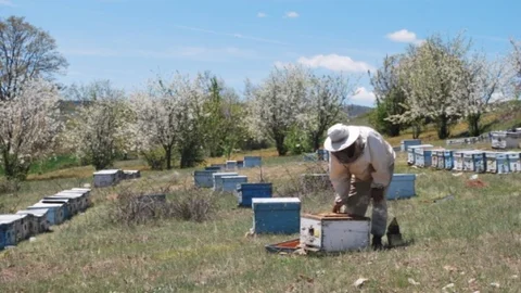 Kütahya Pazarlar'da Arıcılık Faaliyetleri Artıyor