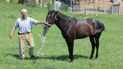 Edirne'de Çoban İşi Bıraktı