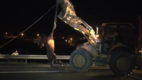 Tekirdağ'da Yaralı At Olayı