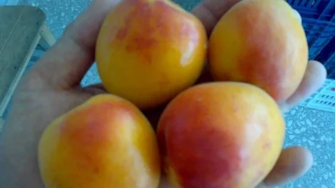 Mersin Mut'ta Kayısı Fiyatları Yükseldi