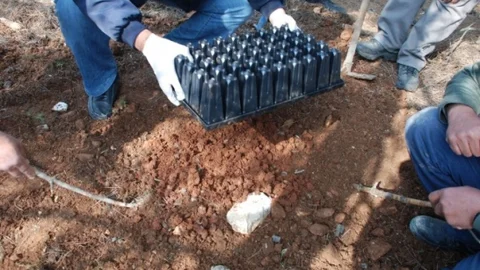 Antalya'da Terminator Böcekler Görevde