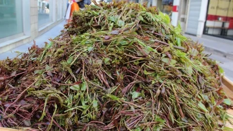 Ordu'da Merulcan Zamanı Geldi