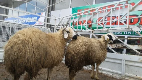 Kastamonu'da CHP Adayı Kurban Bağışladı