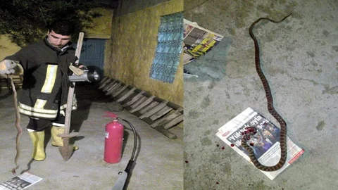 Siverek'te Yılan Panik Yarattı