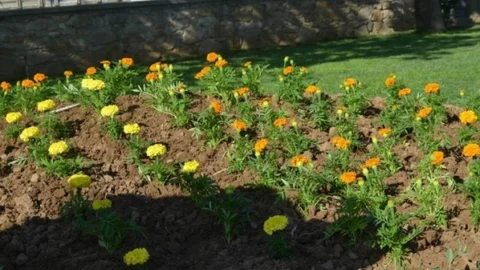 Gömeç'te Renkli Çiçekler Açıyor