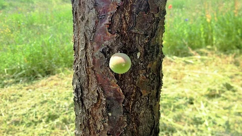 Kahramanmaraş'ta İlginç Kayısı Olayı