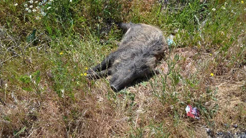 Manisa'da Domuz Sürüsü Kazası