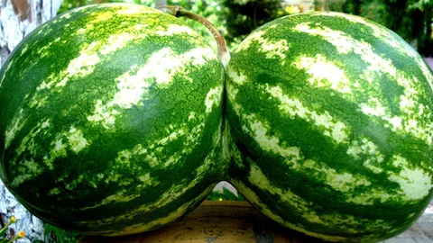 Karpuz Kalp Krizi Riskini Azaltıyor!