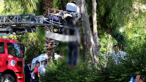 Antalya'da Ağaçtan Düşen Ceset Olayı