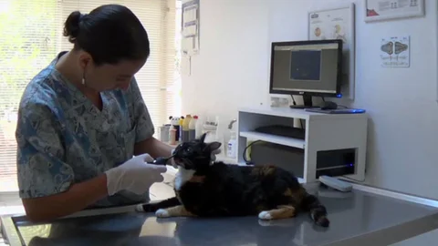 Marmaris'te Kedi Ameliyatı Yapıldı