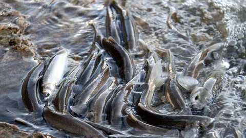 İnci Kefali Göçü Başladı