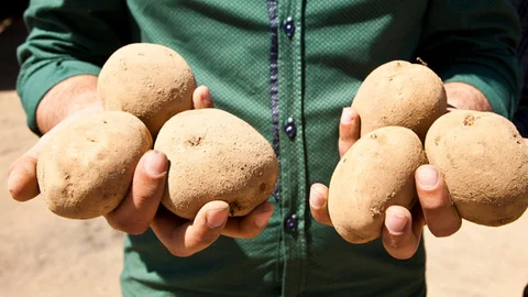 Patates Fiyatları Doğal Afetlerden Etkilendi