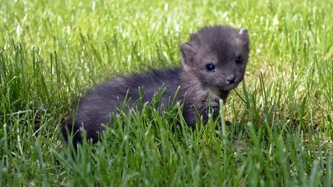 Bursa'da Yavru Sansar Bulundu