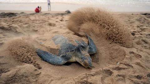 Caretta Carettalar Yuva Yapmaya Başladı