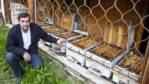 Kirpiler Binlerce Arıyı Yok Etti!