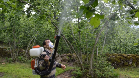 Fındık Yeşil Kokarcası ile Mücadele Projesi Başladı