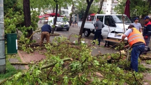 Yalova'da Fırtına Sonrası Temizlik Çalışmaları
