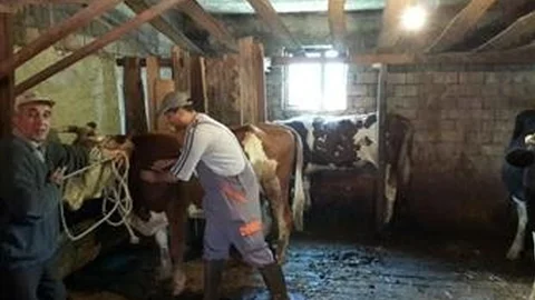 Çaycuma'da Hayvan Aşılaması Yapıldı