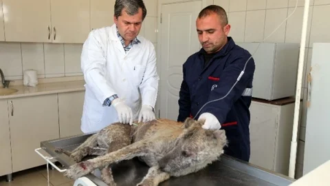 Yenimahalle'de Hasta Köpeğe Destek