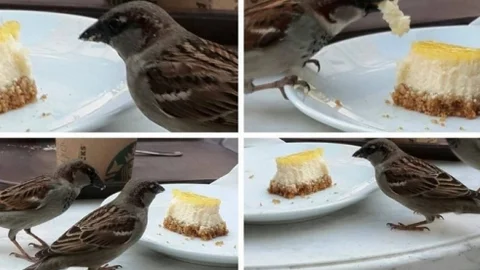 Kafede Serçe ile Cheesecake Keyfi