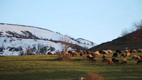 Bingöl'de Dağlarda Hayat Kolaylaştı