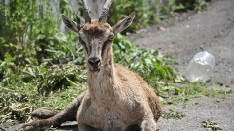 Yaralı Gebe Dağ Keçisi Tedavi Ediliyor