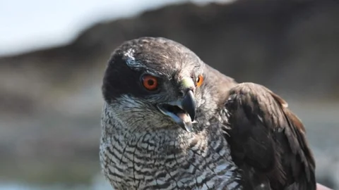 Tokat'ta Yaralı Kuşlar Doğaya Salındı
