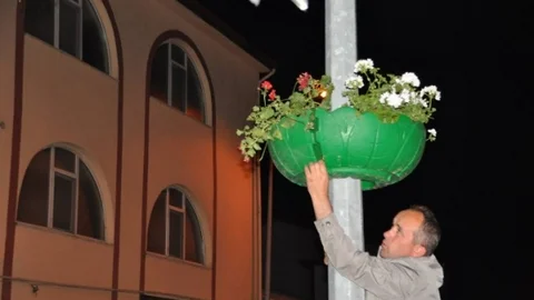 Niksar Caddeleri Sardunya ile Canlandı