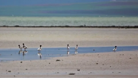 Seyfe Gölü'nde Kuş Sayısı Artıyor