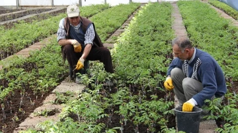Elazığ'da Aşılı Ceviz Fidanı Üretimi Artıyor