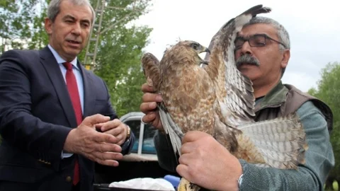 Iğdır'da Yaralı Kızıl Şahin Doğaya Salındı