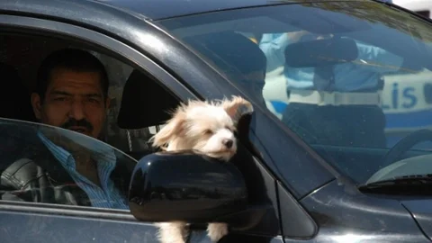 Tokat'ta Süs Köpeği Görüntüleri