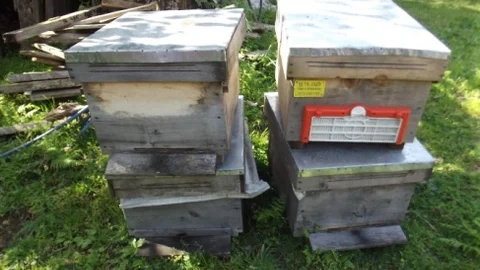 Giresun'da Arı Hırsızları Yakalandı