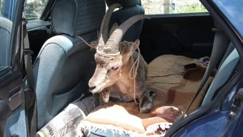 Çemişgezek'te Yaban Keçisi Tedavi Edildi