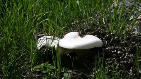 Tunceli'de Dağ Mantarının Üretimi Başladı